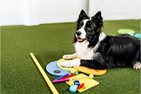 Schwarzweißer Hund bei Intelligenzspiel-Training mit bunten Trainingsgeräten auf Kunstrasen