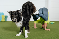 Trainer in Neongelb mit schwarzweißem Hund beim Agility-Training, Springen über Hindernis