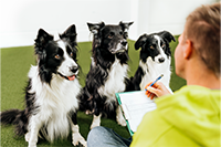 Trainer in Neongelb mit mehreren schwarzweißen Hunden beim Gruppentraining, konzentrierte Hunde