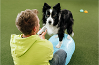 Trainer mit schwarzweißem Hund im Sitzen von hinten, Trainingsplatz mit grünem Kunstrasen