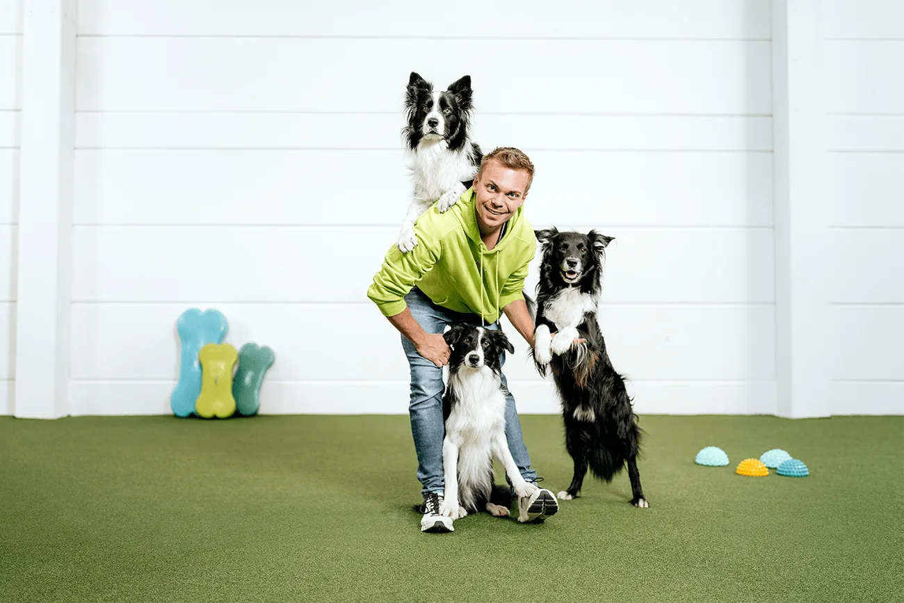 Trickdog-Trainer mit vier schwarzweißen Border Collies auf grünem Kunstrasen vor weißer Wand, mit farbigen Trainings-Spielzeu