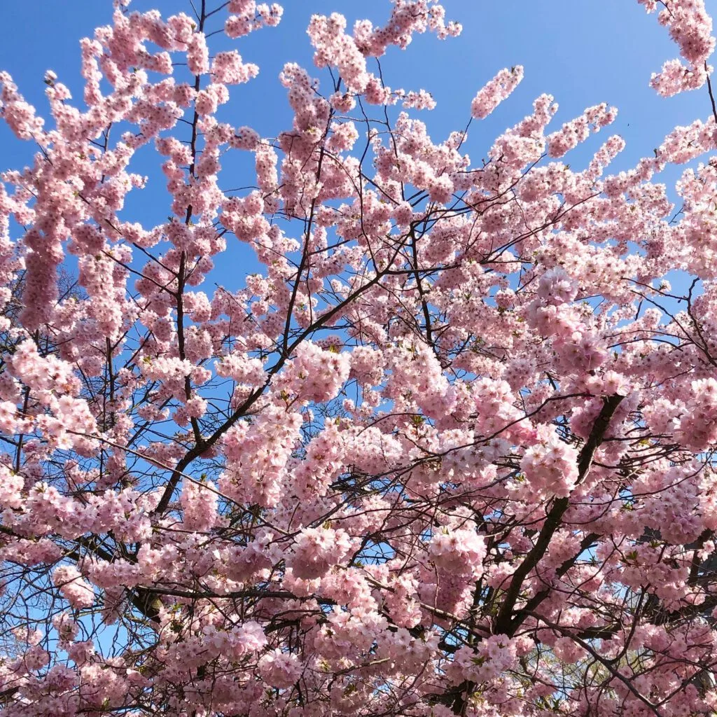 Blühender Kirschbaum mit rosa-weißen Blütentrauben vor blauem Himmel
