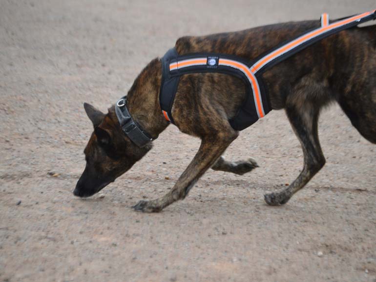 Belgischer Schäferhund mit orange-schwarzem Geschirr schnüffelt auf grauem Untergrund
