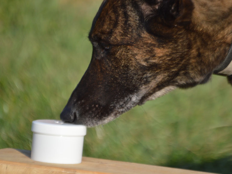 Nahaufnahme: Schwarzer Hund leckt weiße Creme aus Behälter