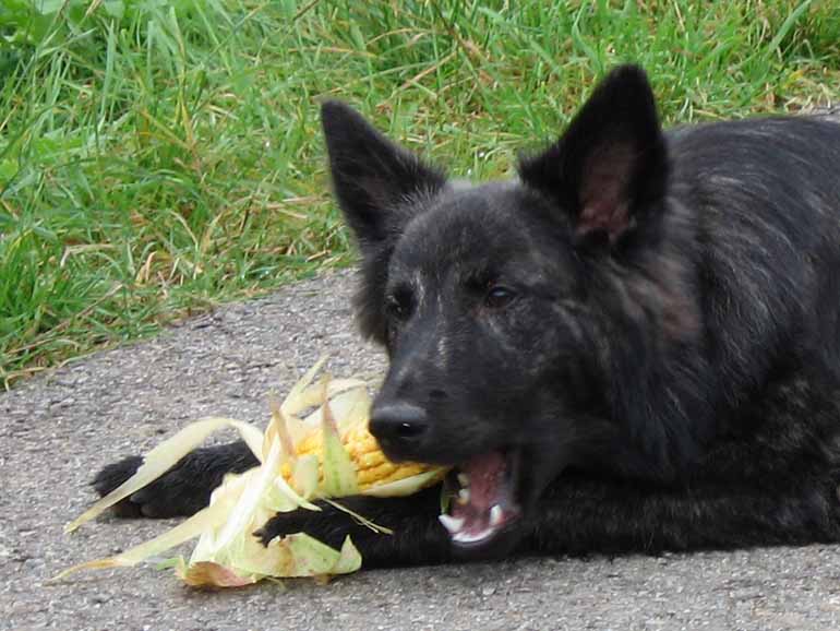 Schwarzer belgischer Schäferhund kaut auf gelbem Spielzeug im Gras