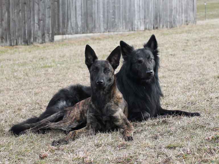 Zwei schwarze belgische Schäferhunde liegen zusammen auf Sand vor Holzschuppen