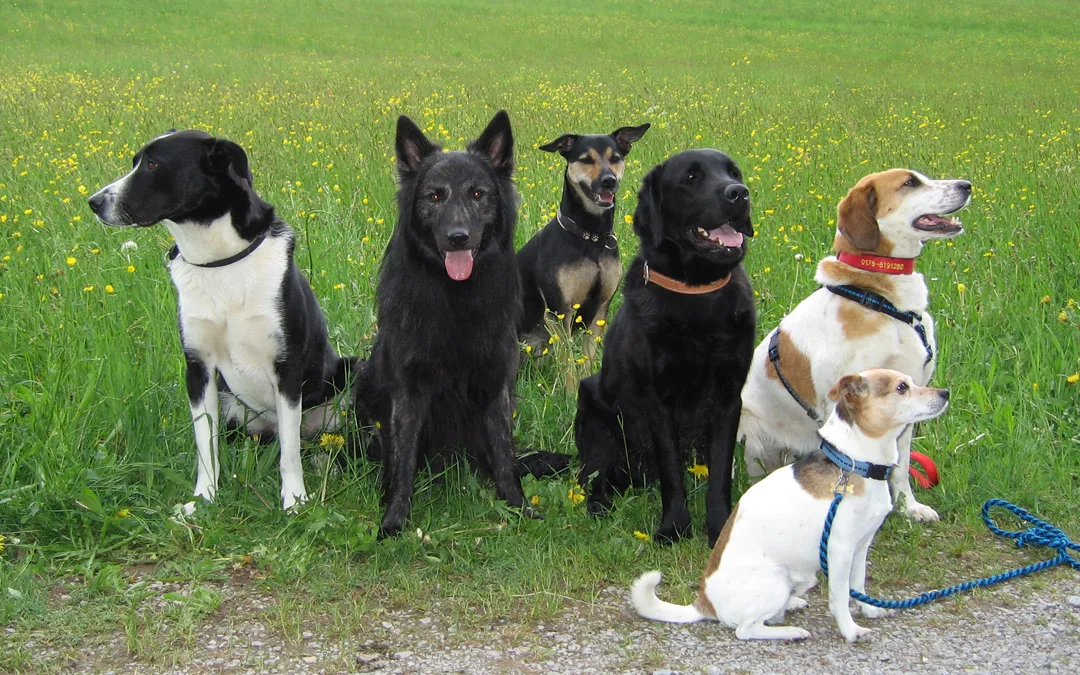 Gruppe von sechs Hunden verschiedener Rassen auf grüner Wiese mit Löwenzahn