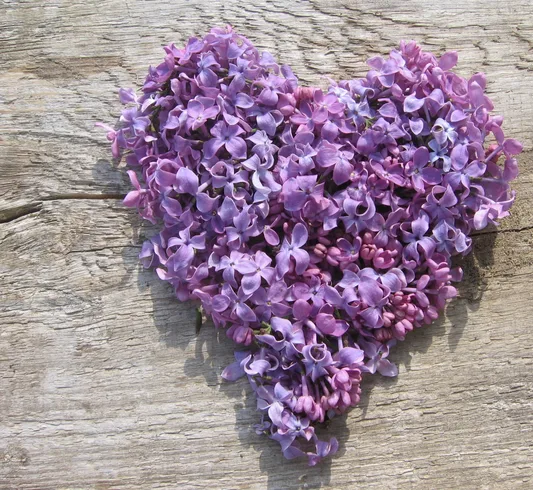 Herzförmig angeordnete violette Hortensienblüten auf Holzuntergrund