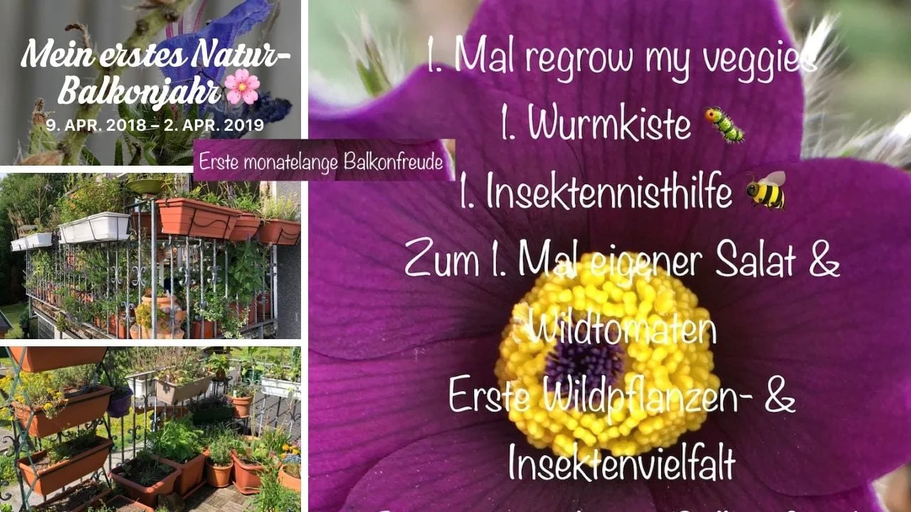Infografik zum ersten Natur-Balkinjahr mit Balkonfotos und Tipps zu Regrow, Wurmkiste und Insektenhilfe