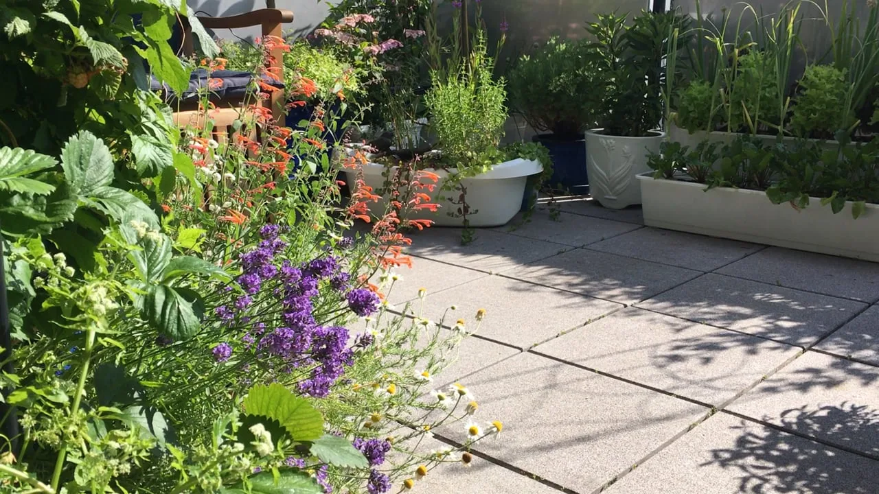 Balkonterrasse mit violetten Blüten, Gemüsepflanzen in weißen und grauen Behältern, Sitzbereich