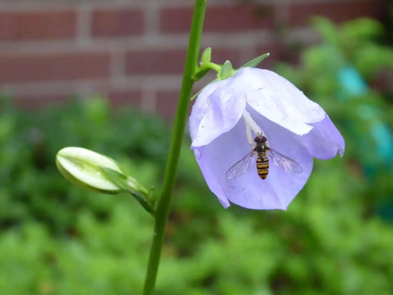 Weiß-lilafarbene Glockenblume mit Biene im Flug, Ziegelwand verschwommen im Hintergrund