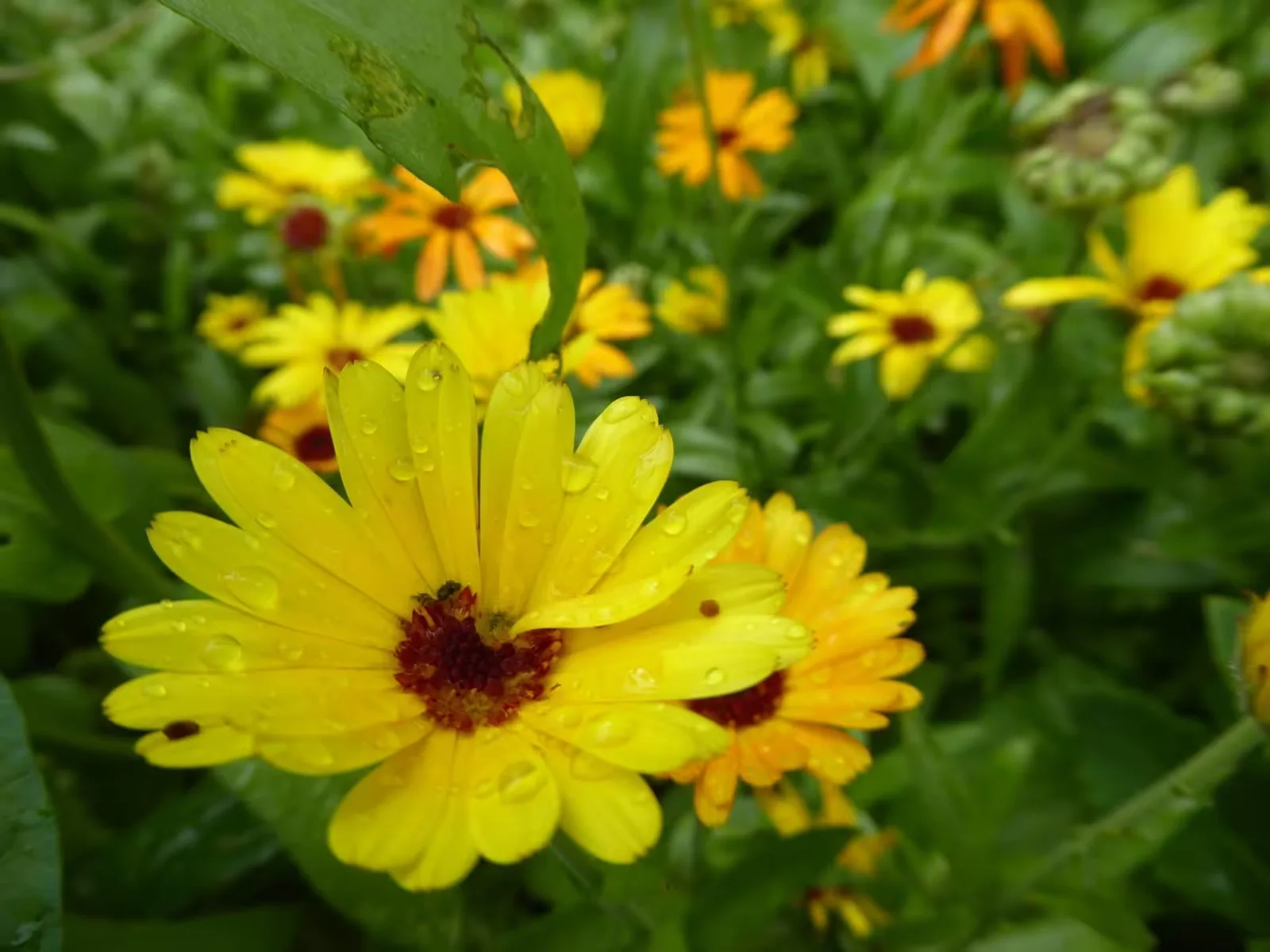Gelbe Ringelblumen mit feuchten Blütenblättern, grünes Laub im Hintergrund