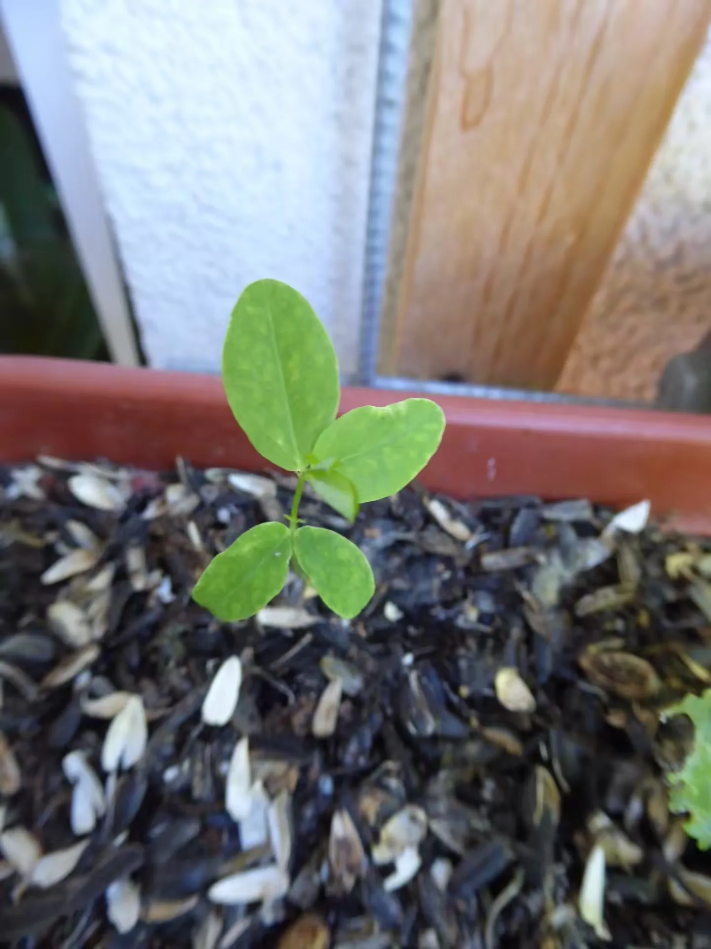 Kundenstimme Sabine zum Bio-Balkon Starterguide