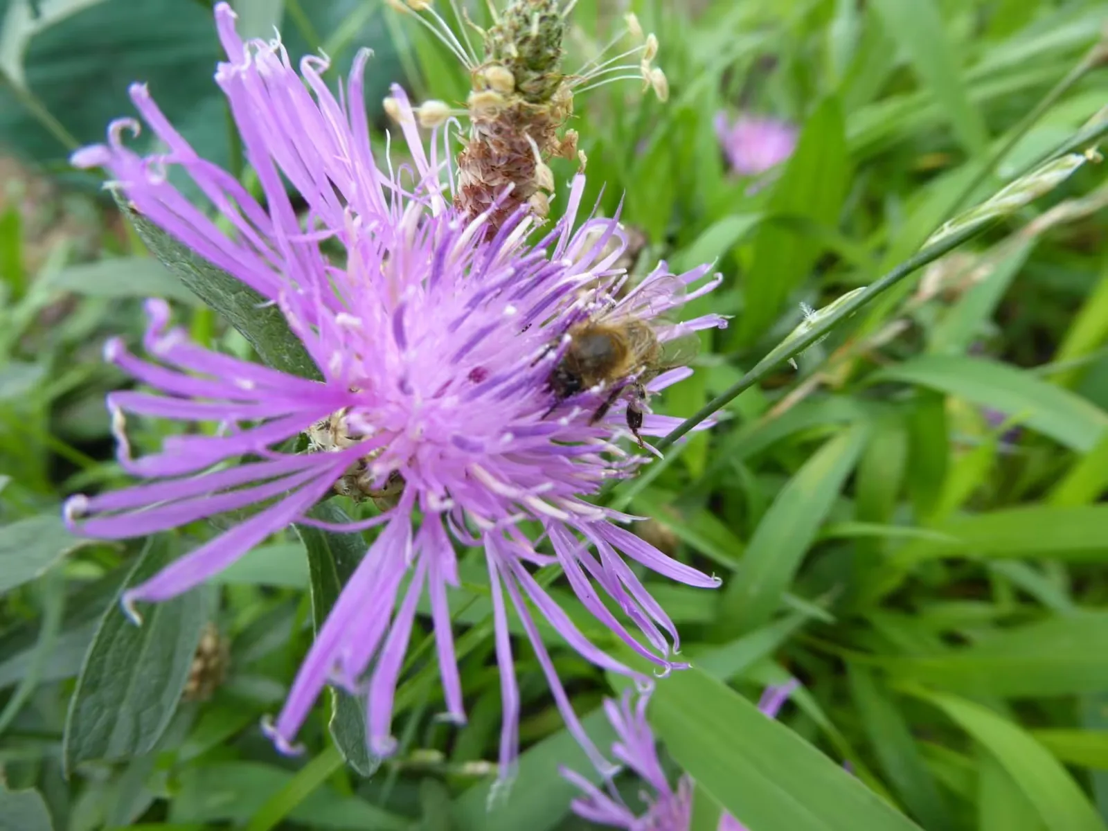 Lila Distelblüte mit Biene, Nahaufnahme auf grünem Hintergrund