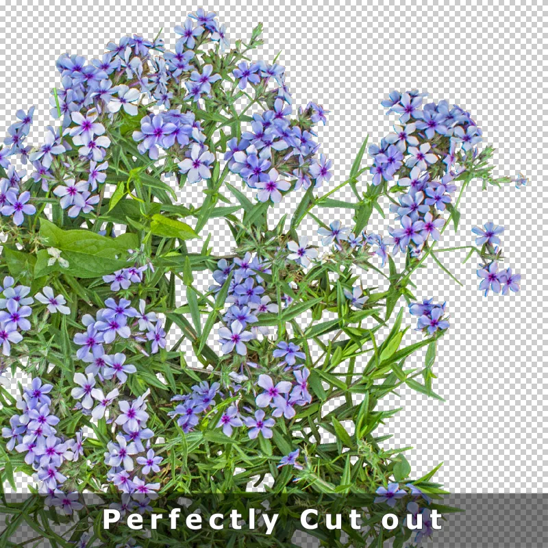 Hochauflösende PNG-Blüten zum Download