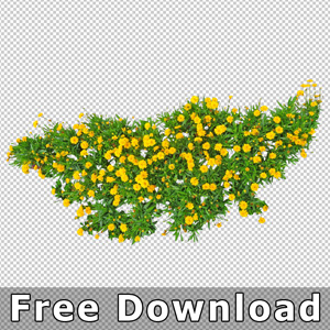 Draufsicht Blumenbeet mit gelben Blüten und grünem Laub, freigestellt