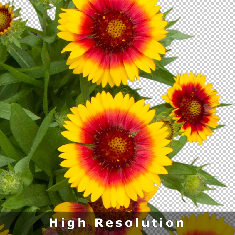 Hochauflösende Blüten-Grafiken für Photoshop