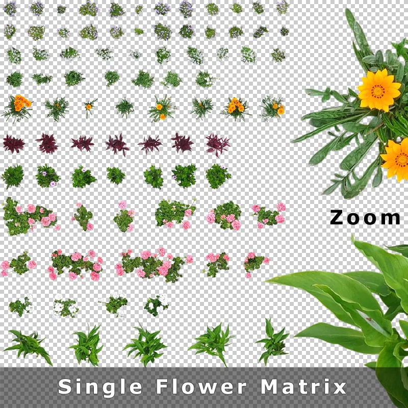 Ausschnitt Draufsicht Blüten zum Download
