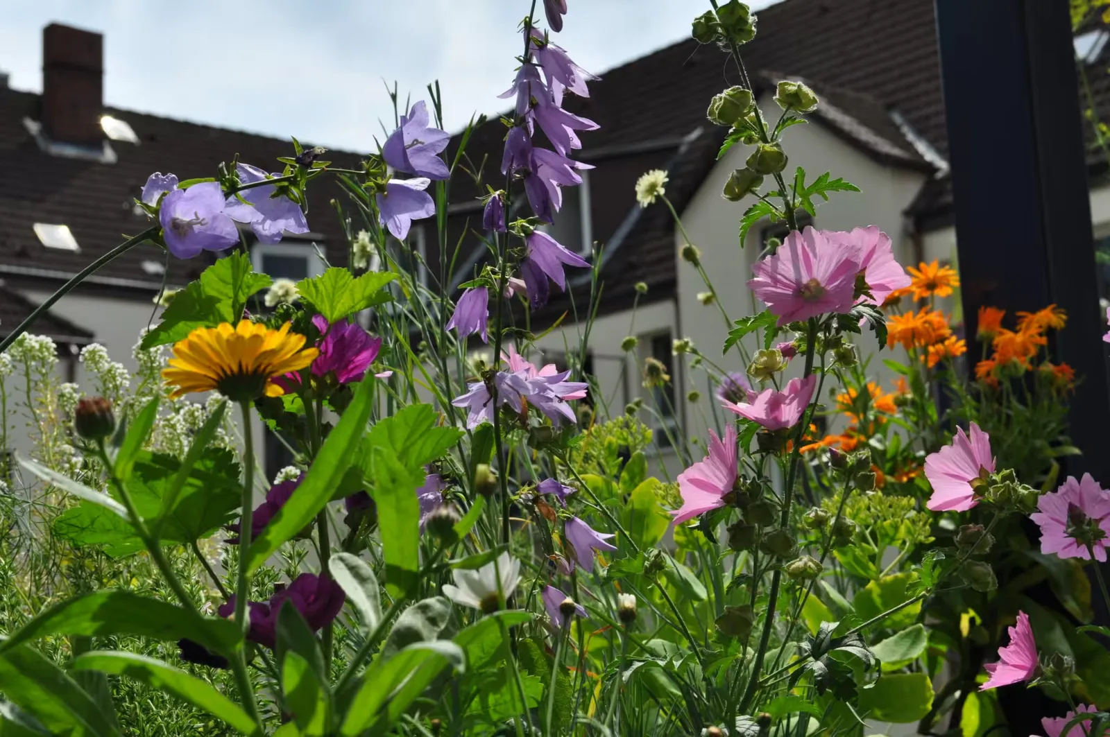Bunte Balkonbepflanzung mit violetten Glockenblumen, orangen Calendulas und Kosmeen