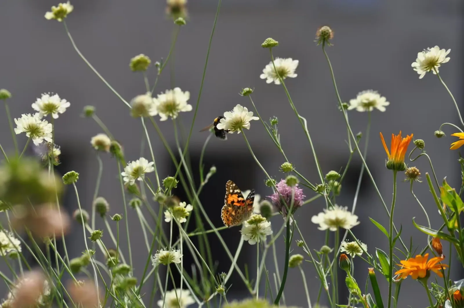 Gelbe Skabiose mit Bienen und Schmetterlingen in Nahaufnahme