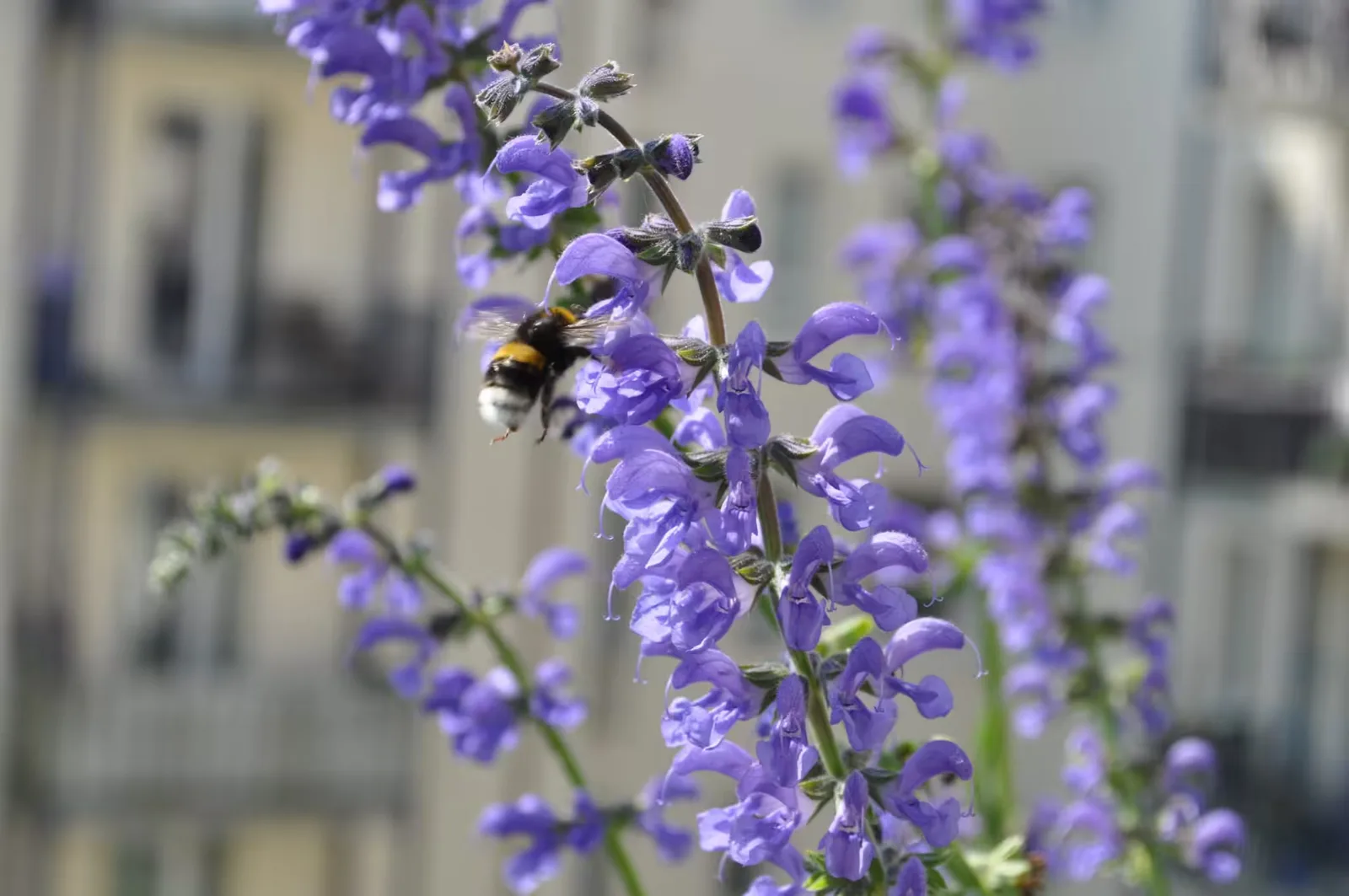 Wiesensalbei mit violett-blauen Blüten und Hummel auf Blüte