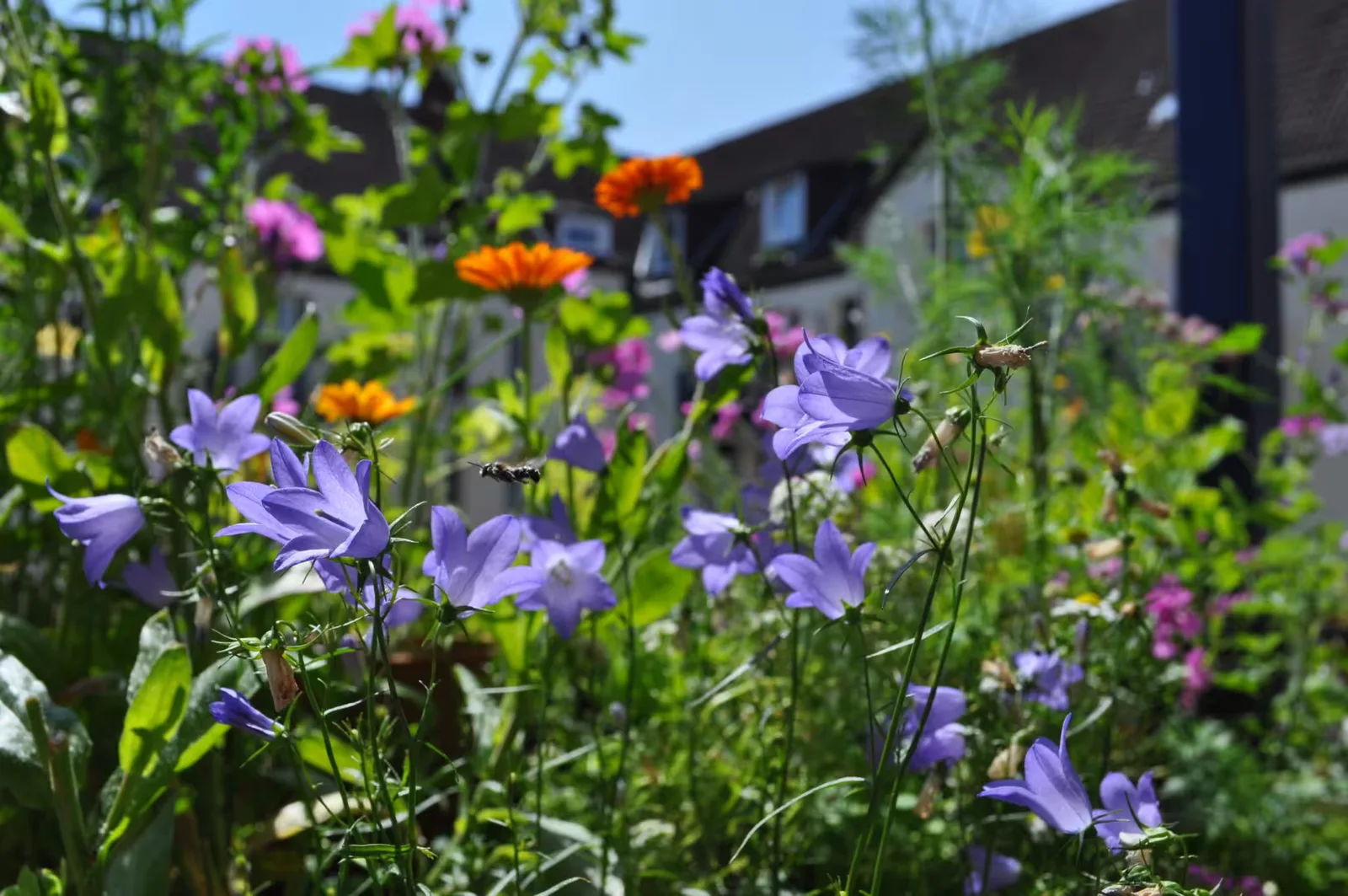 Glockenblumen in Blau-Violett mit Glockenblumenscherenbiene im Garten