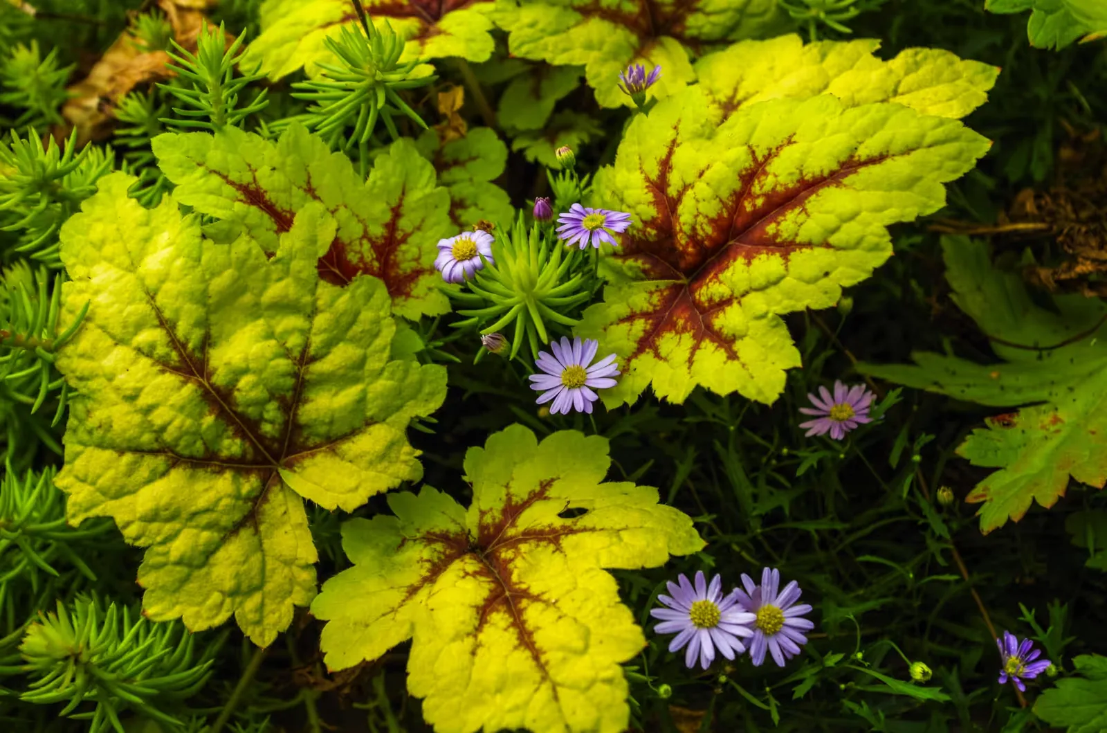 Balkonbepflanzung mit violetten Astern und gelbem Laub in Workshop-Setting
