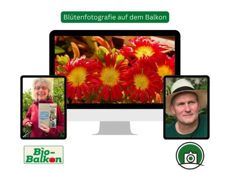 Blütenfotografie auf dem Balkon – Fotografie-Online-Workshop