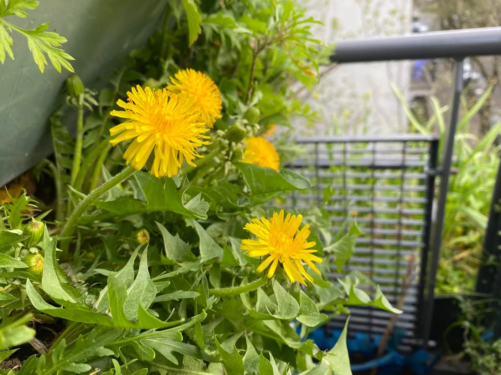 Gelbe Löwenzahn-Blüten im Vertikalbeet auf dem Balkon mit Balkonreling