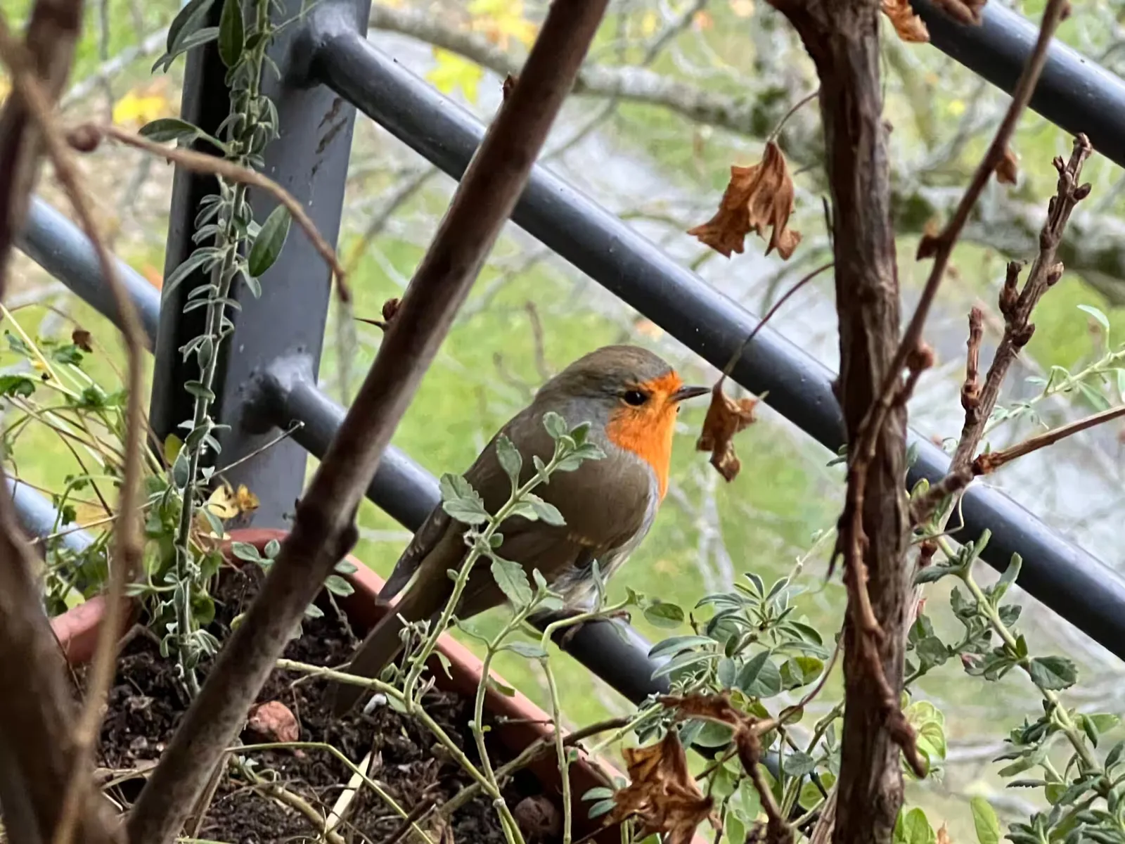 Rotkehlchen mit orange-roter Brust auf Balkonranken zwischen Blättern