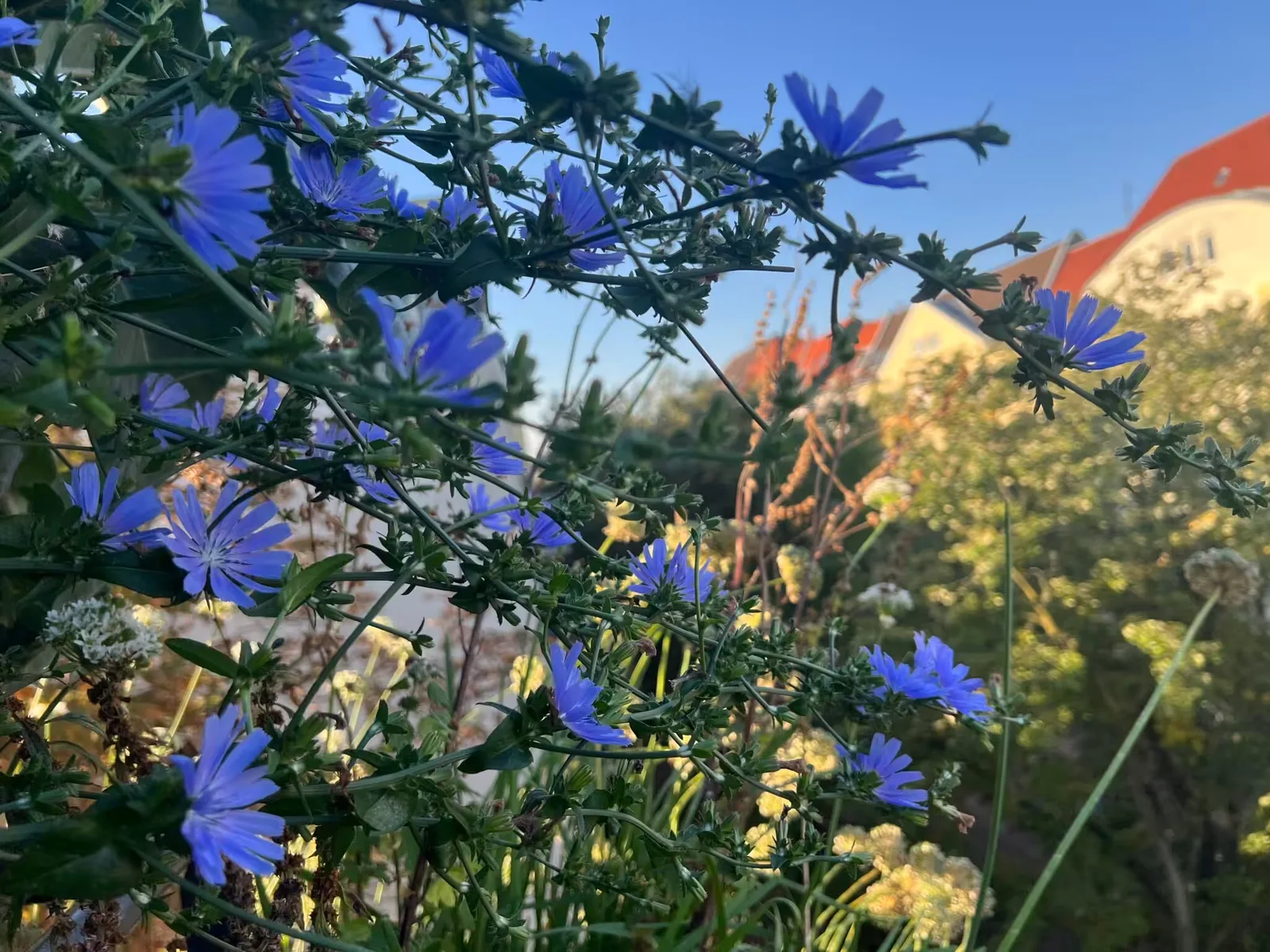 Blaue Zichorie-Blüten vor Hausfassade mit Dachziegel und Kletterpflanzen