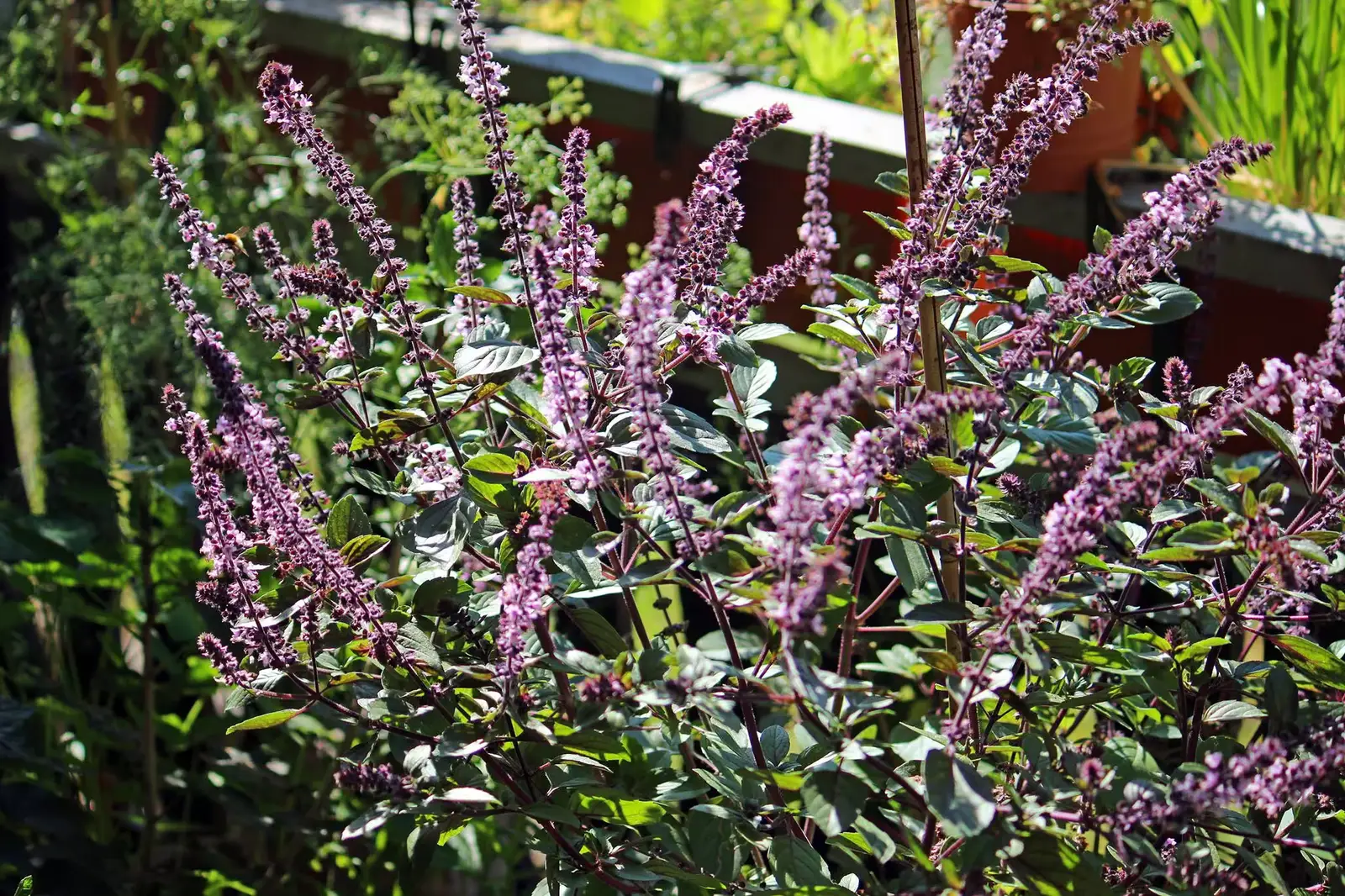 Strauch-Basilikum mit violetten Blütenähren und grünem Laub im Garten