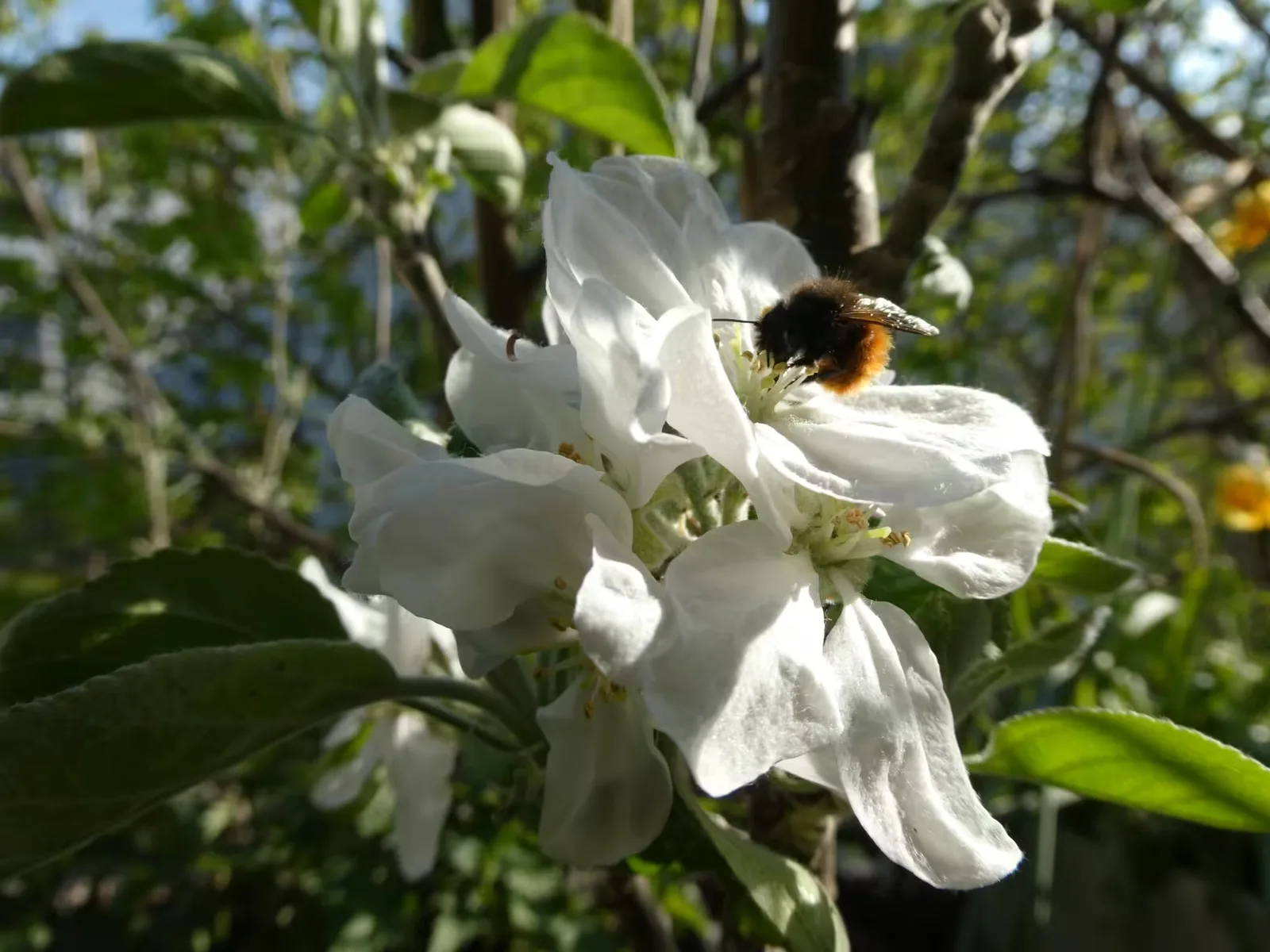Hummel auf weißer Apfelblüte im Garten, Bestäuber auf Blütenkelch