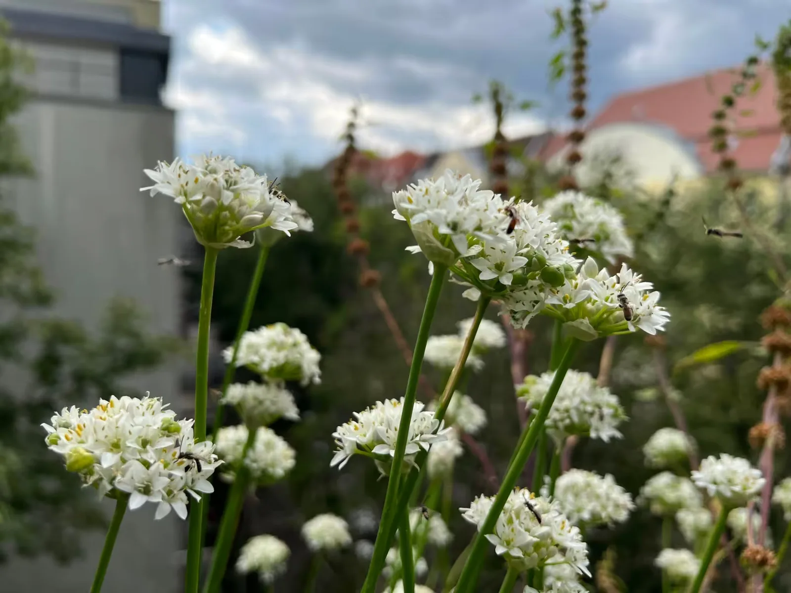Weiße Blüten von Chinesischem Lauch mit Wildbienen in Balkonkübeln