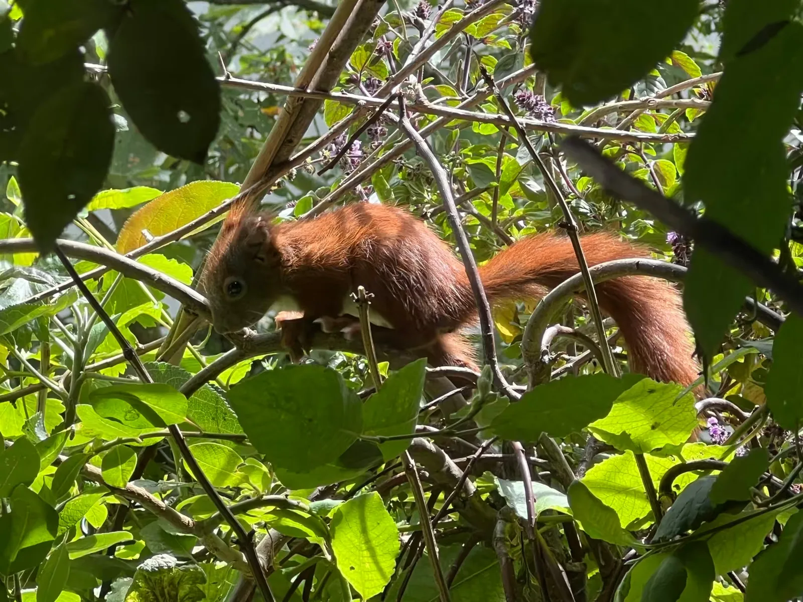 Junges Eichhörnchen in Strauchwerk mit grünen Blättern und Blüten