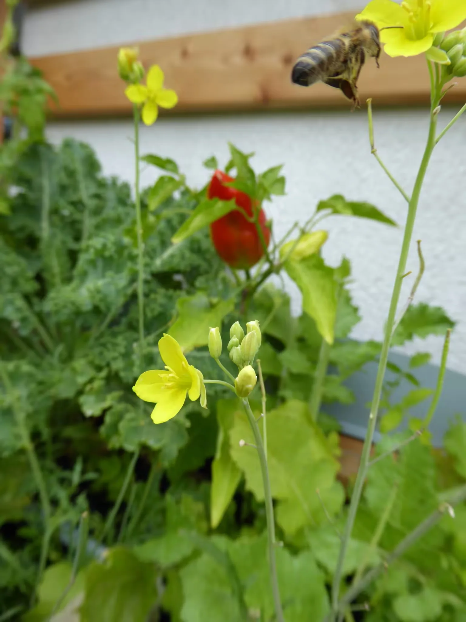 Hier erfolgt der Anbau von Paprika und Chili auf dem Balkon im Vertikalbeet.