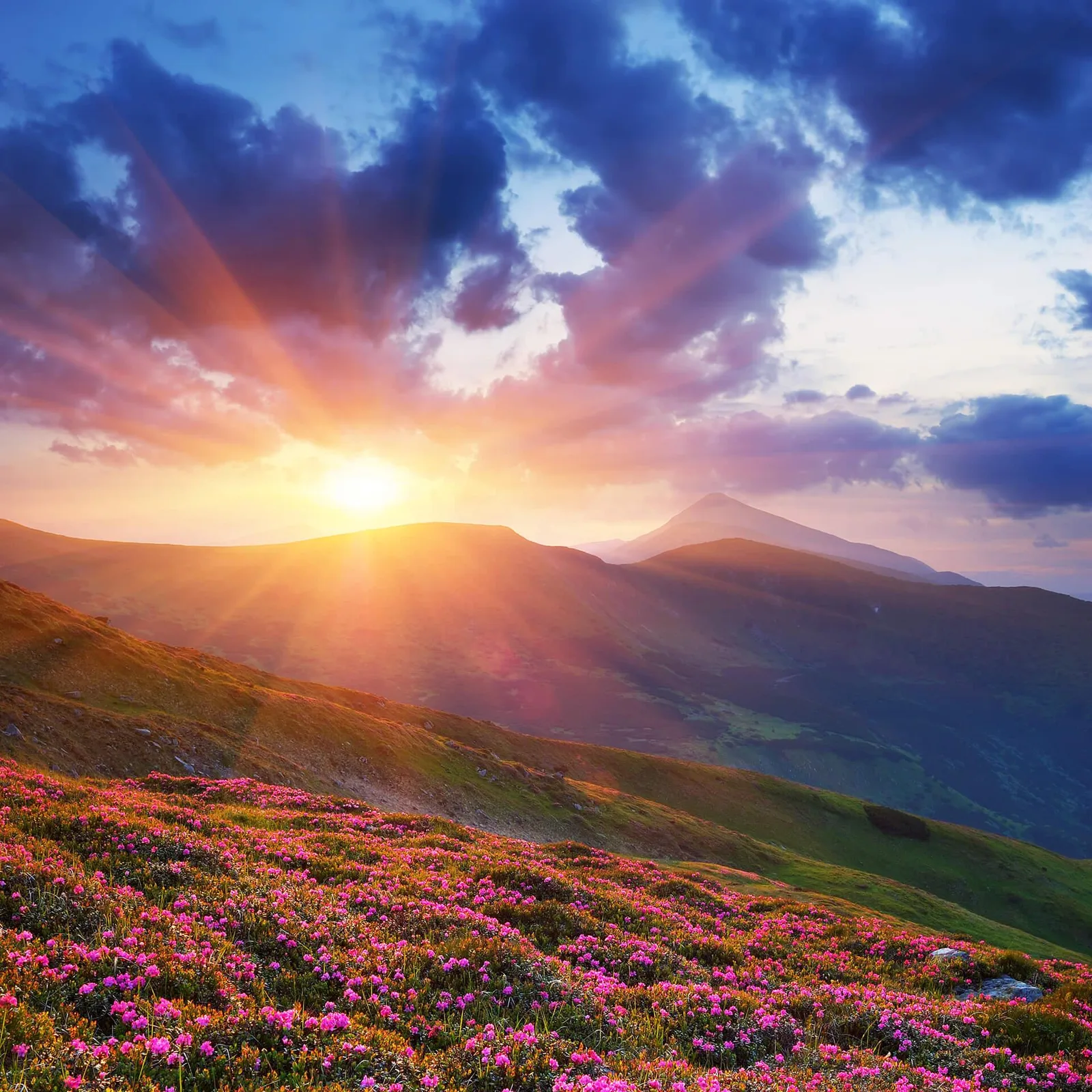 Sonnenaufgang über Berglandschaft mit rosa Blütenfeld
