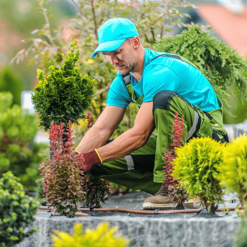 Businessplan Garten- und Landschaftsbau – Word- und Excel-Vorlage 3 Gärtner in türkisem Hemd und Kappe schneidet Hecke in Garten mit Gartenschere