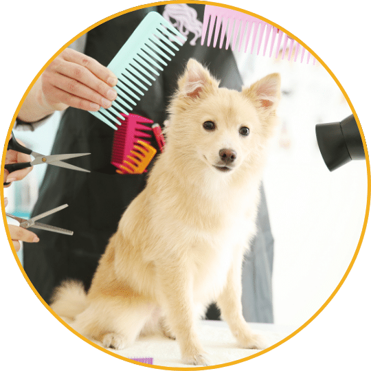 Weißer Hund wird von Friseur mit bunten Kämmen und Schere frisiert, schwarze Kleidung, heller Hintergrund