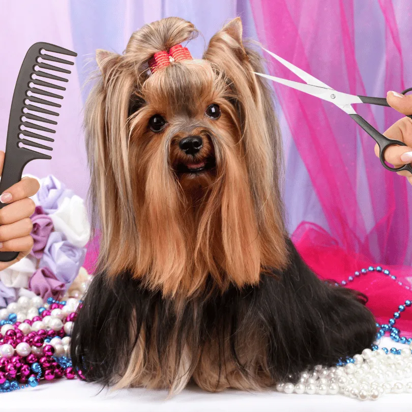 Shih Tzu Hund mit hellbraunem Fell und rosa Schleife, Friseur hält Kamm und Schere, rosa-lila Hintergrund mit Schmuck