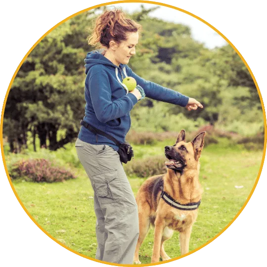 Hundetrainerin im Freien trainiert braun-schwarzen Schäferhund mit Leckerli