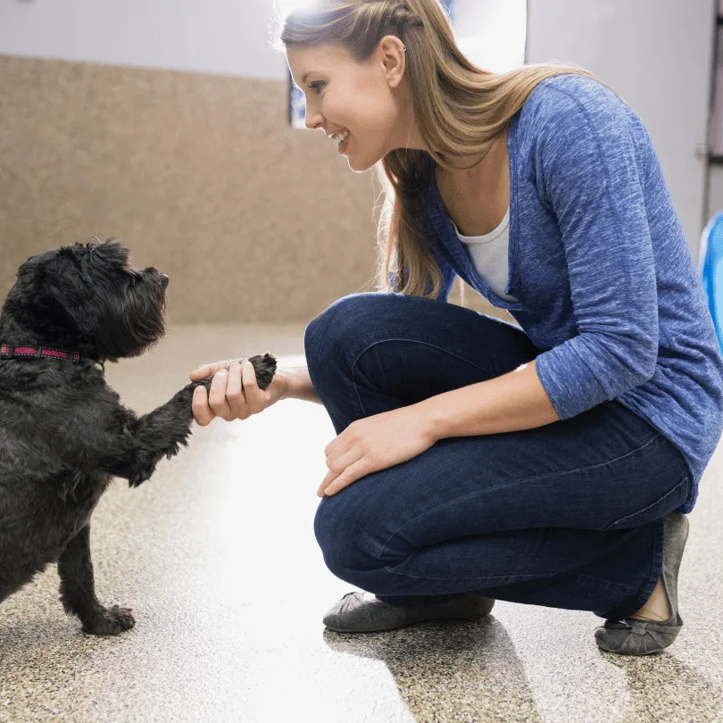 Hundetrainerin in blauem Hoodie trainiert schwarzen Welpen in Indoor-Trainingsstätte