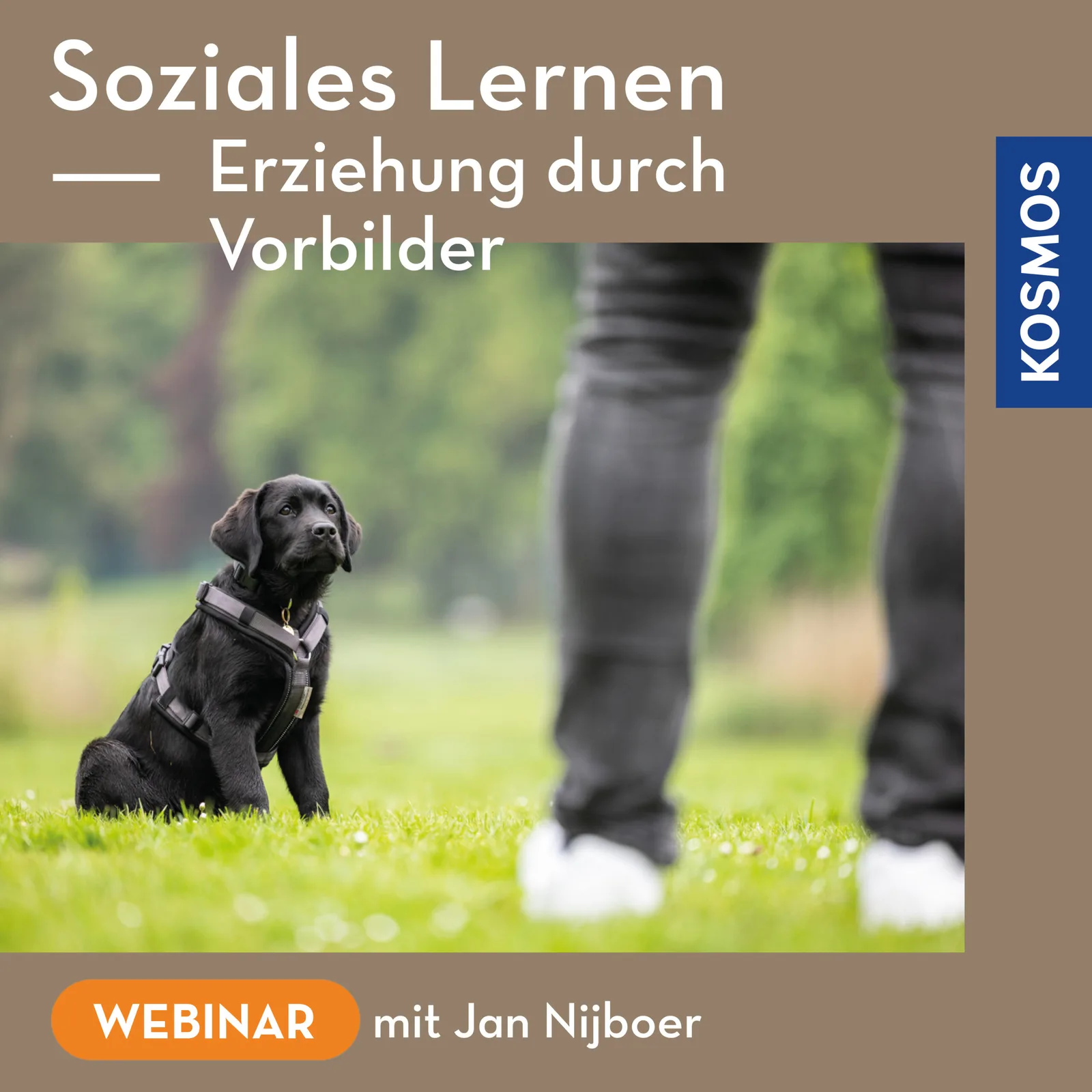 KOSMOS Webinar-Cover: Schwarzer Labrador mit Harness schaut auf Person, Text "Soziales Lernen - Erziehung durch Vorbilder mit
