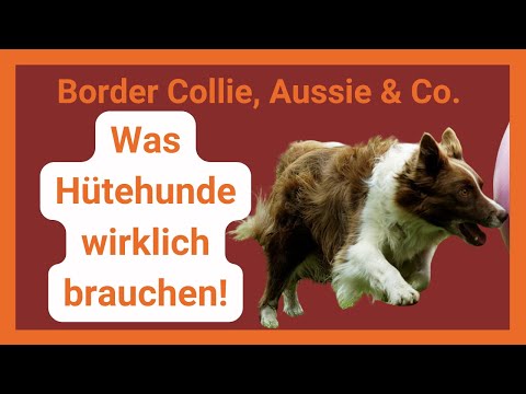 Videostandbild: Border Collie, Aussie und weitere Hütehunde mit Text "Was Hütehunde wirklich brauchen"