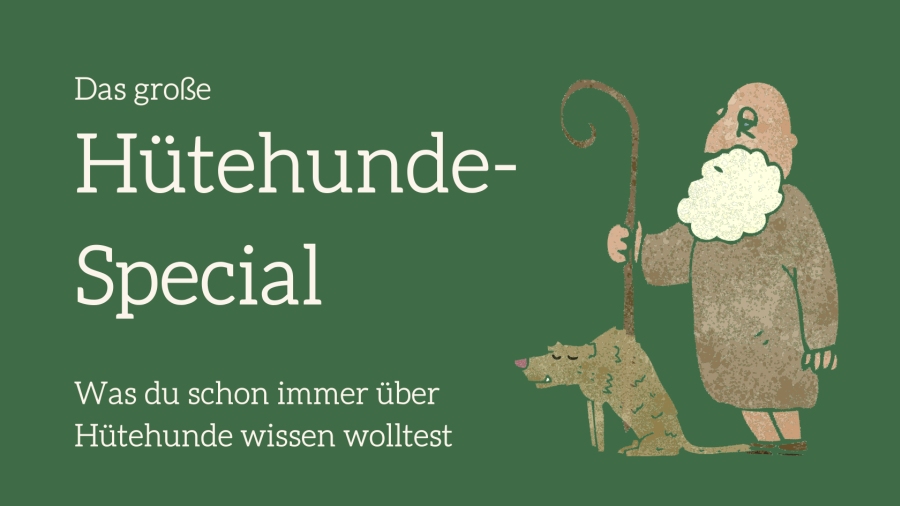 Titelbild Das große Hütehunde-Special 2-teilige Online Serie mit Schafhirtin und Hütehund