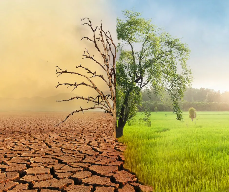 Split-Bild: links kahler Baum auf trockener Erde, rechts grüner Baum auf grüner Wiese