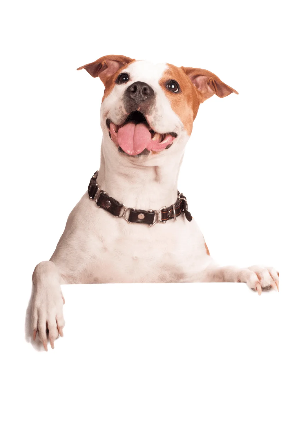 Kursmodul und Lektionen Übersicht Deine Hunde Nischenseite