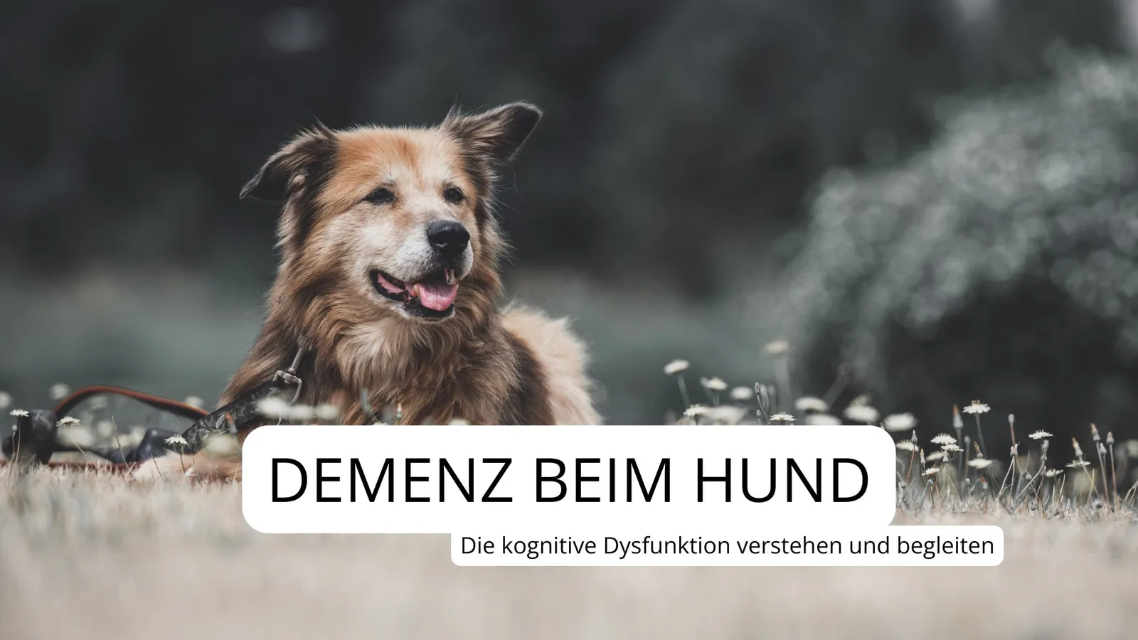 Demenz beim Hund – Videokurs für Senioren-Vierbeiner 5 Älterer braun-weißer Hund mit grauem Fell liegt auf Wiese mit Blumen, lächelnder Ausdruck