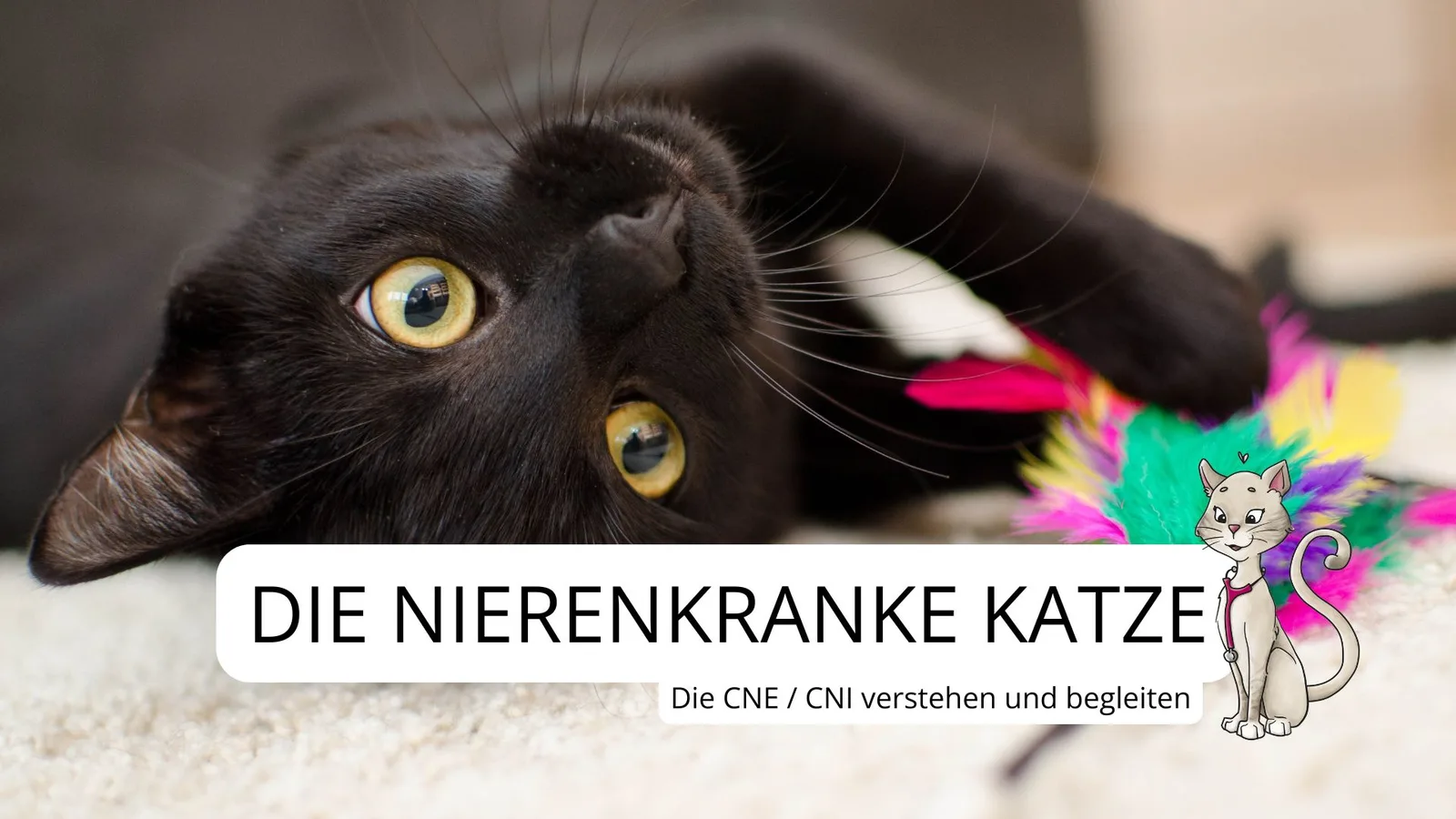Demenz beim Hund – Videokurs für Senioren-Vierbeiner 6 Schwarze Katze von oben fotografiert spielt mit buntem Spielzeug auf heller Oberfläche