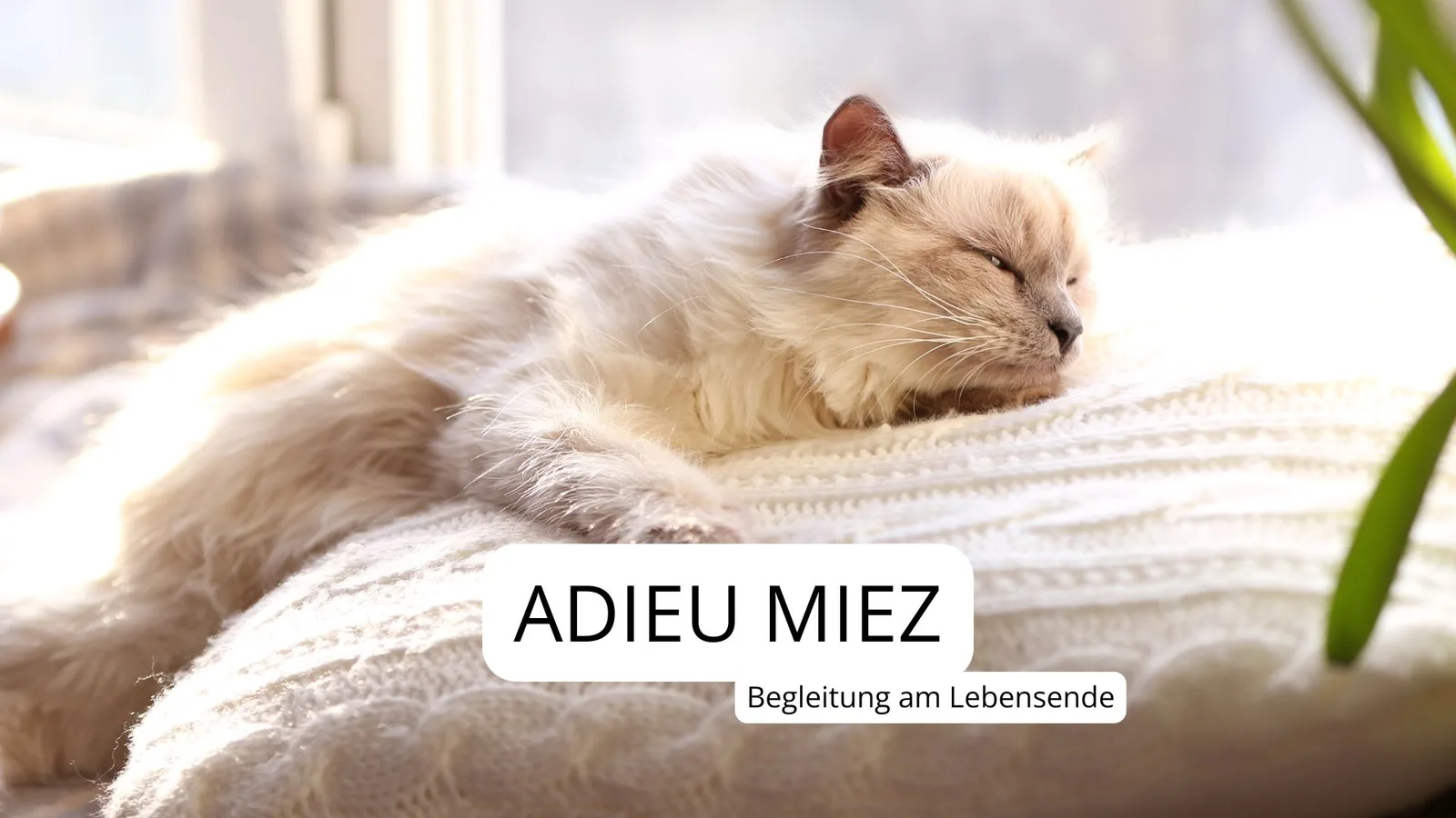Demenz beim Hund – Videokurs für Senioren-Vierbeiner 7 Creme-weiße langhaarige Katze ruht auf weißem Textil, friedlicher Ausdruck mit geschlossenen Augen